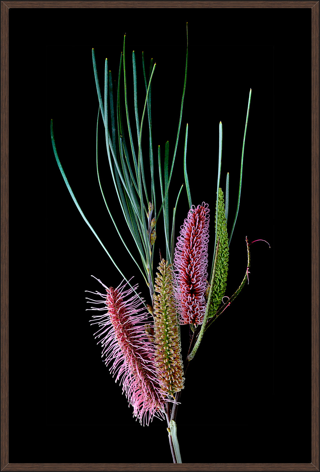 HAKEA FRANCISIANA 124x84cm