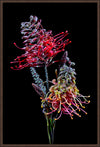 GREVILLEA