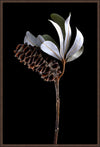 BANKSIA POD AND LEAVES 124x84cm