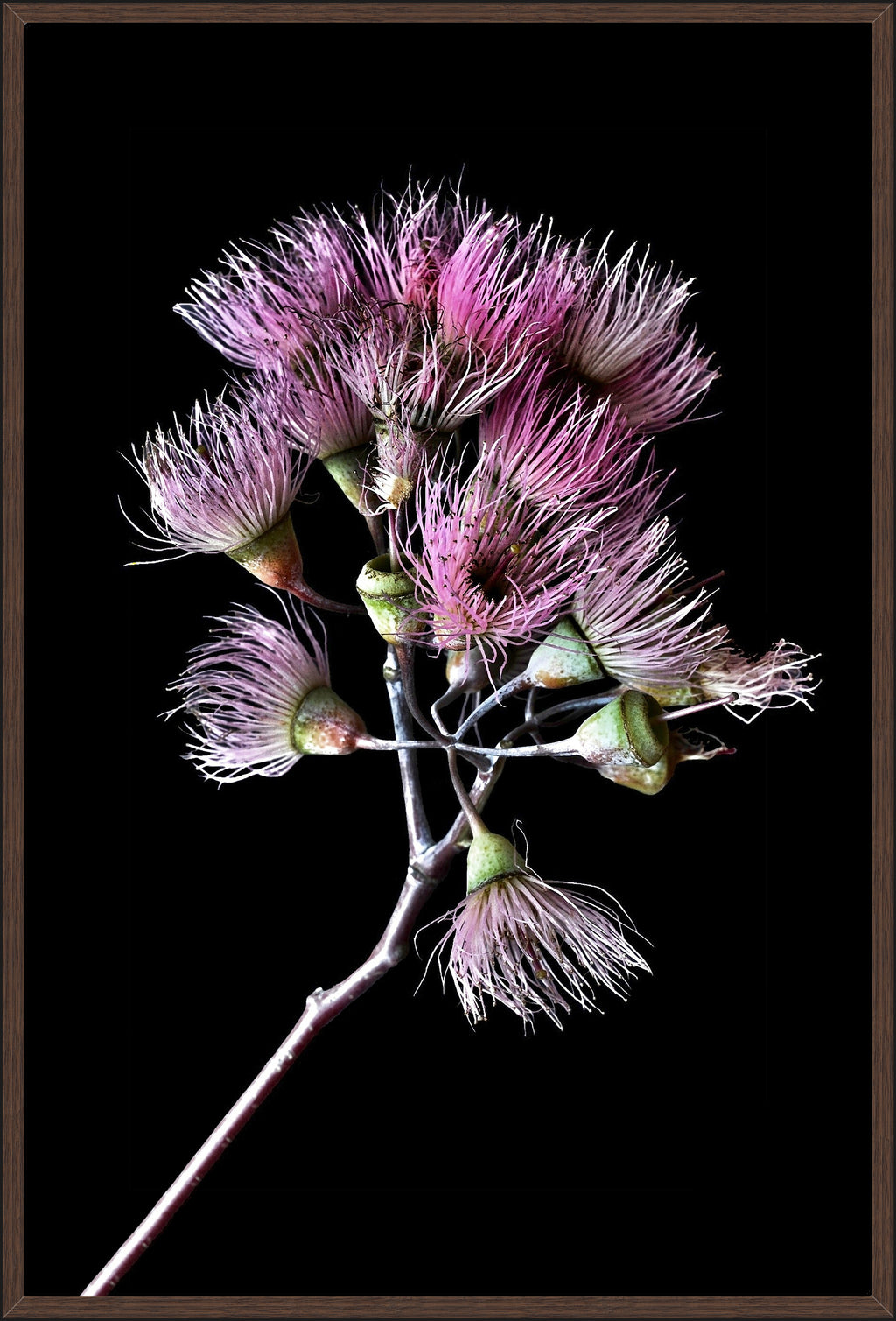 PINK GUM BLOSSOMS