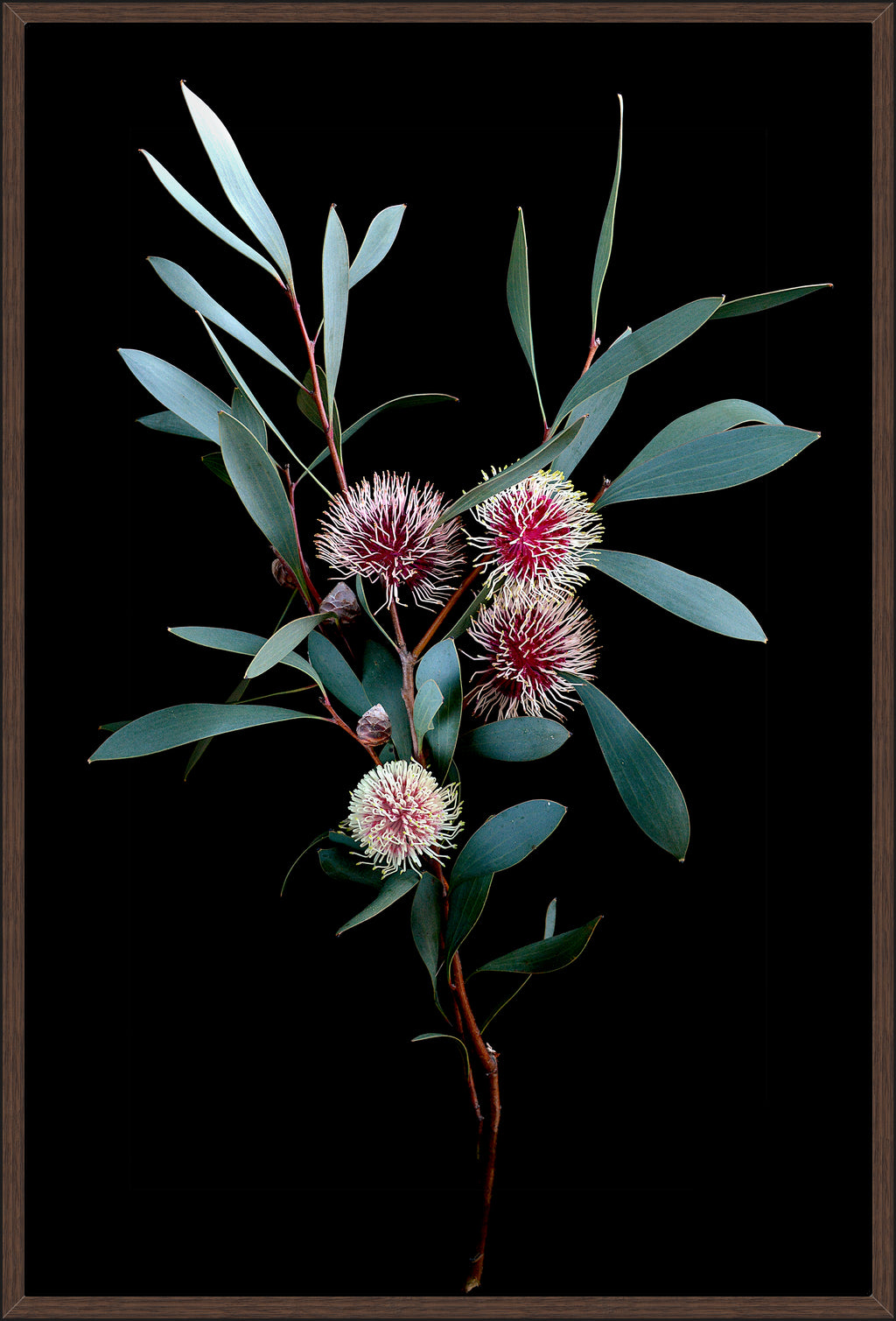 KODJET HAKEA FLOWERS 124x84cm