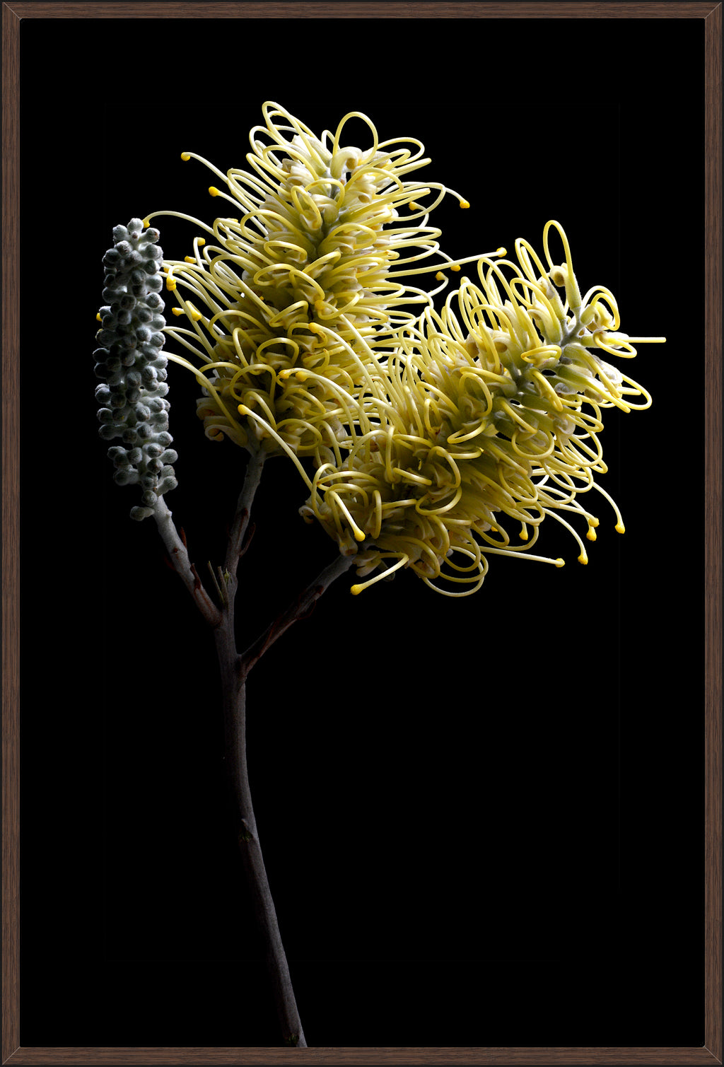 GREVILLEA FLOWERS YELLOW II 124x84cm