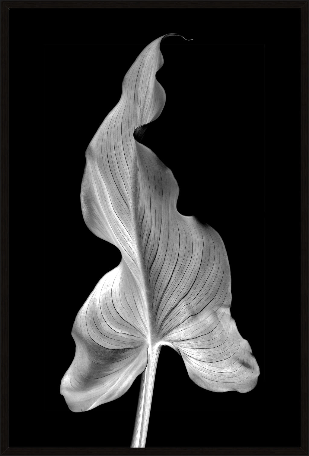 BLACK AND WHITE LILY LEAF