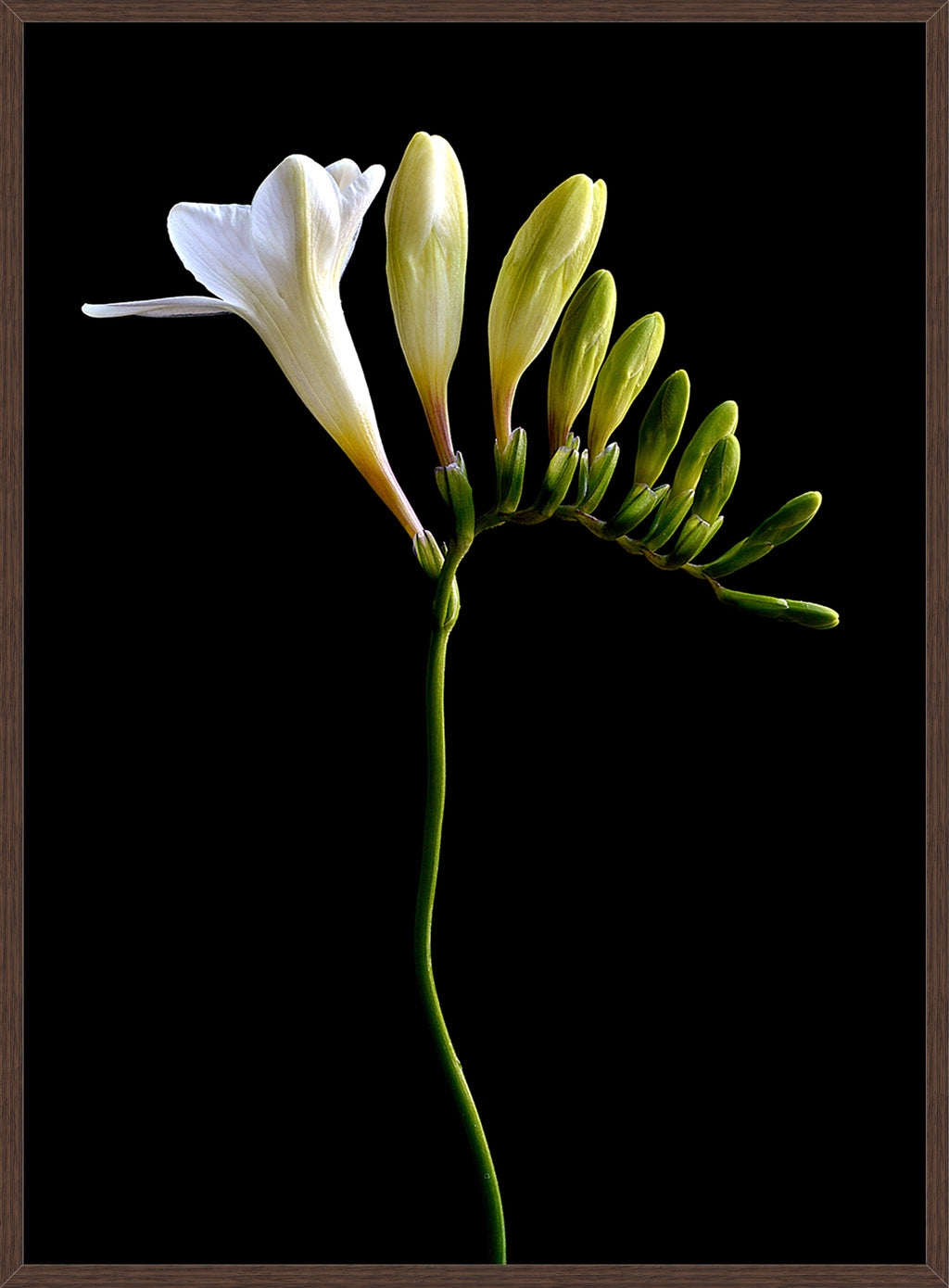 WHITE FREESIA