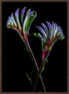 MASQUERADE KANGAROO PAW