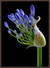 BLUE AGAPANTHUS