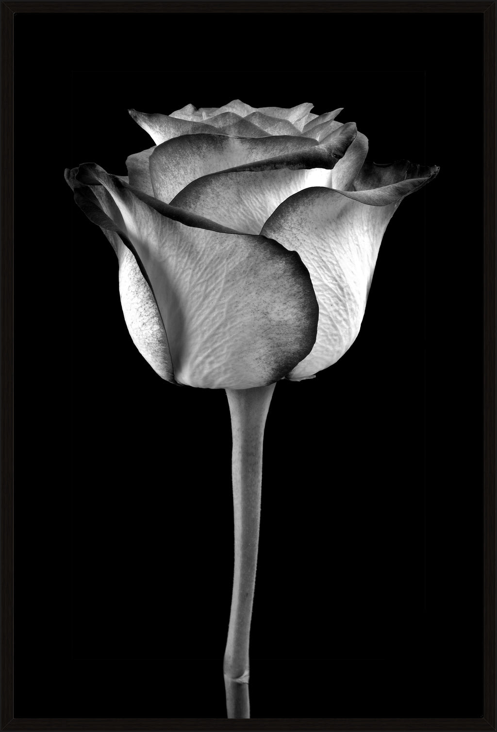 ROSE IN BLACK AND WHITE