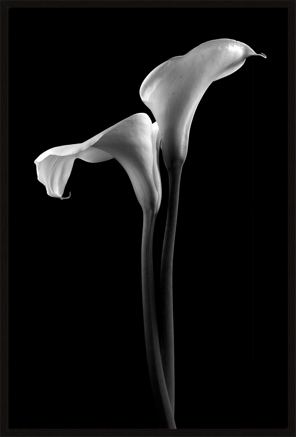 CALLA LILLIES BLACK AND WHITE