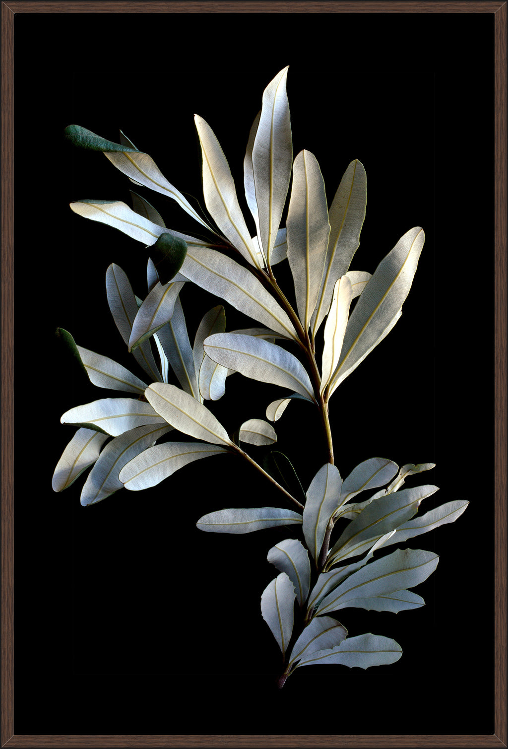 BANKSIA LEAVES