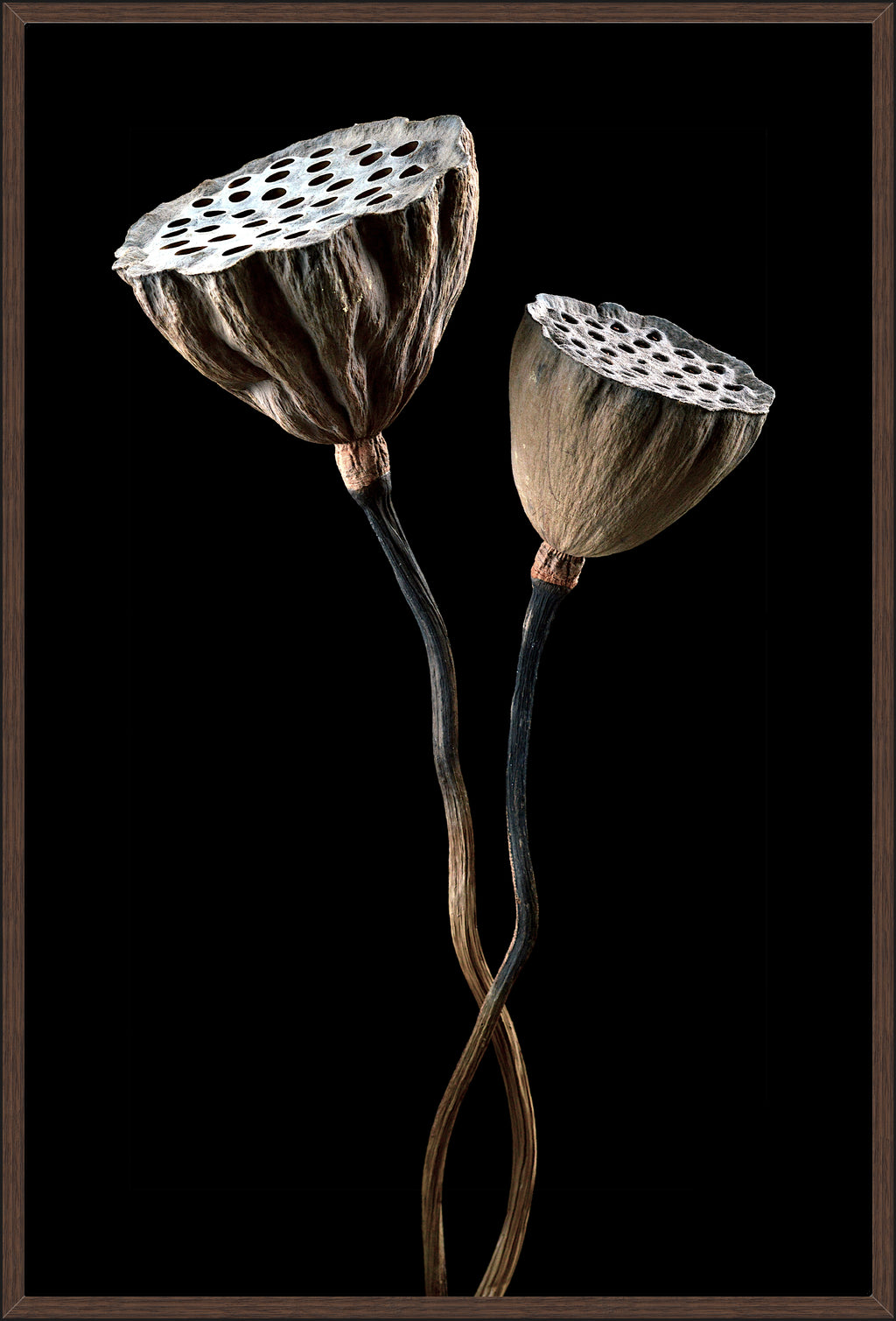 DRIED LOTUS PODS