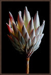 PROTEA