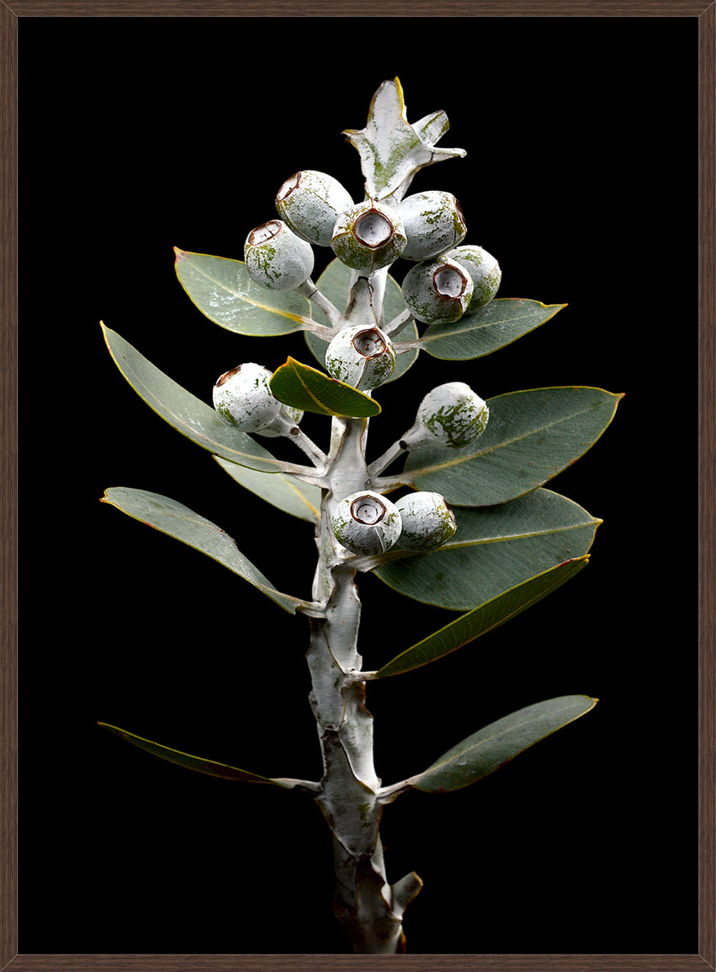 EUCALYPTUS TALLERACK