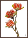 SCARLET BANKSIA TRIO