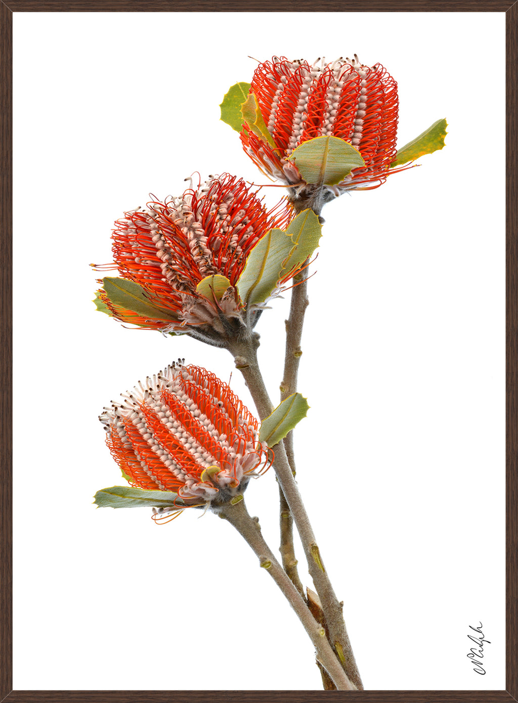 SCARLET BANKSIA TRIO