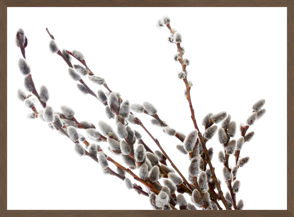 PUSSY-WILLOW TWIGS I